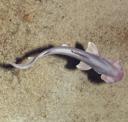 Hammerhead Shark Big Baby Jesus